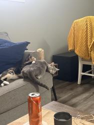 Lost Female Cat last seen Across from New Palestine High School, New Palestine, IN 46163
