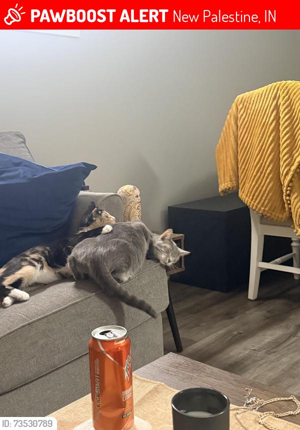 Lost Female Cat last seen Across from New Palestine High School, New Palestine, IN 46163