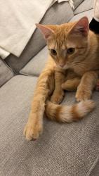 Found/Stray Male Cat last seen Allenby Monroe, Monroe, NC 28110