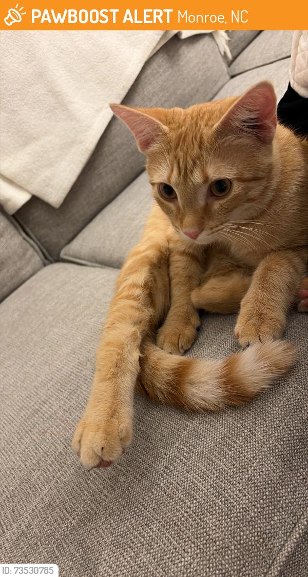 Found/Stray Male Cat last seen Allenby Monroe, Monroe, NC 28110