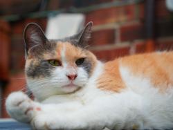 Reunited Female Cat last seen Accomack dr and Tazwell dr, Louisville, KY 40241