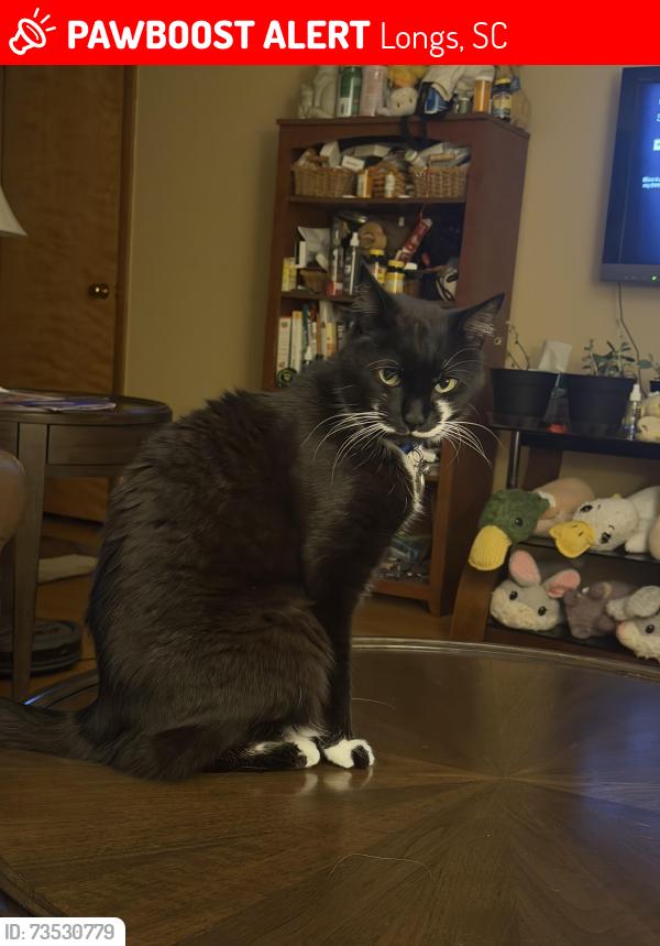 Lost Male Cat last seen Sparkle Drive intersects me in Tranquility Loop., Longs, SC 29568