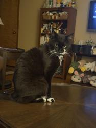Lost Male Cat last seen Sparkle Drive intersects me in Tranquility Loop., Longs, SC 29568