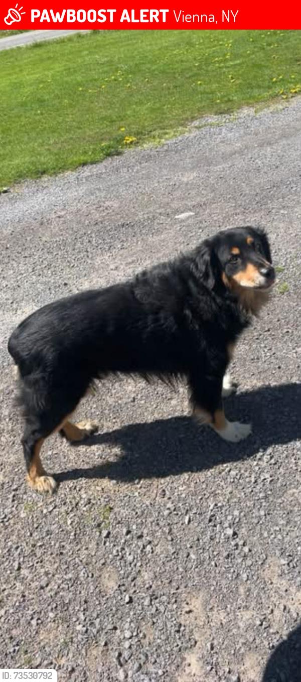 Lost Male Dog last seen Orchard Rd and Mills Rd, Cleveland NY, Vienna, NY 13042