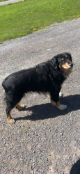 Lost Male Dog last seen Orchard Rd and Mills Rd, Cleveland NY, Vienna, NY 13042