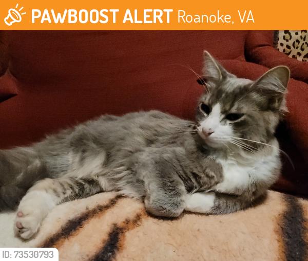 Found/Stray Female Cat last seen Montrose Street, Roanoke, VA 24013