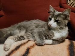 Found/Stray Female Cat last seen Montrose Street, Roanoke, VA 24013