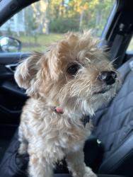 Reunited Male Dog last seen Burnside pl, Kings Grant, NC 28405