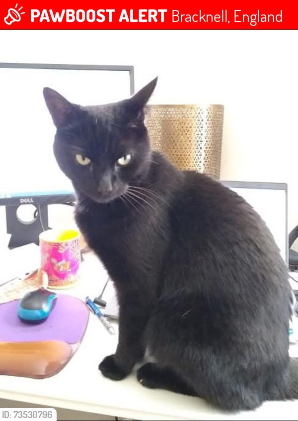 Lost Male Cat last seen footpath that runs from Easthampstead Park hotel to the sixth form college near Kingfisher Chase in Jennett's Park, Bracknell., Bracknell, England 