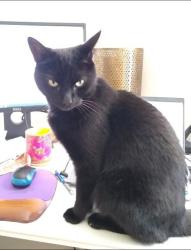 Lost Male Cat last seen footpath that runs from Easthampstead Park hotel to the sixth form college near Kingfisher Chase in Jennett's Park, Bracknell., Bracknell, England 