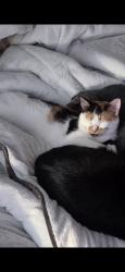 Reunited Female Cat last seen W 82nd St, Minneapolis, MN 55431
