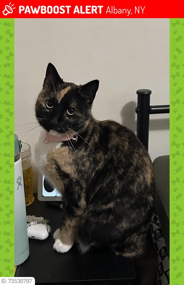 Lost Female Cat last seen route 9, Albany, NY 12211