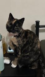 Lost Female Cat last seen route 9, Albany, NY 12211