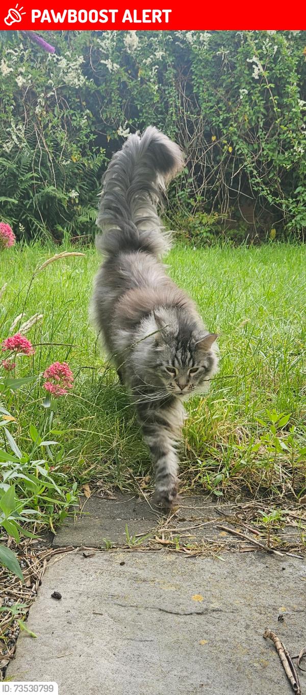 Lost Male Cat last seen Kensington Road, Southport, Merseyside, England PR9 0RZ