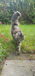 Lost Male Cat last seen Kensington Road, Southport, Merseyside, England PR9 0RZ