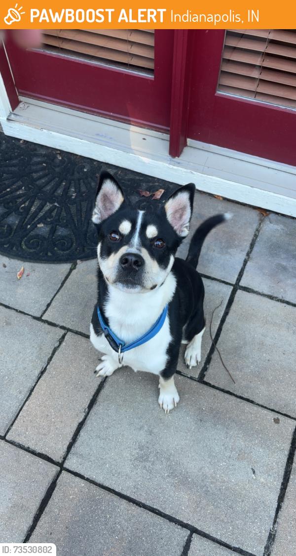 Found/Stray Male Dog last seen Southwest Way Park, Indianapolis, IN 46221