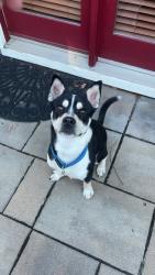 Found/Stray Male Dog last seen Southwest Way Park, Indianapolis, IN 46221