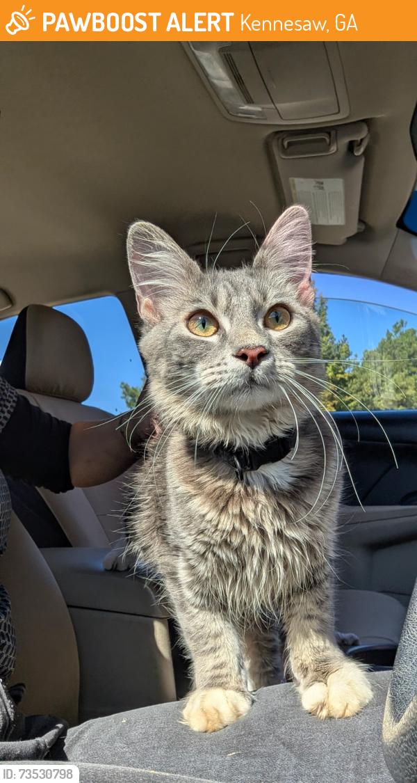 Found/Stray Male Cat last seen Barrett parkway, Kennesaw, GA 30144