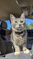 Found/Stray Male Cat last seen Barrett parkway, Kennesaw, GA 30144