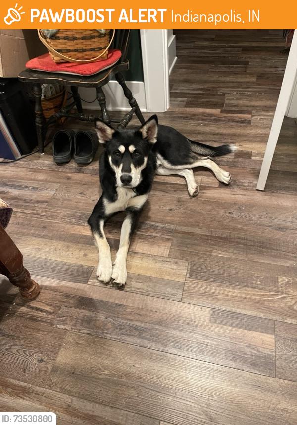 Found/Stray Male Dog last seen Post and Raymond, Indianapolis, IN 46239