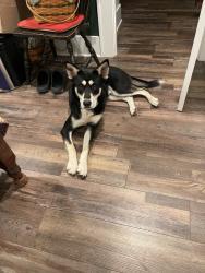 Found/Stray Male Dog last seen Post and Raymond, Indianapolis, IN 46239