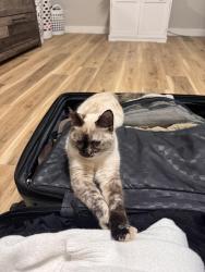Lost Female Cat last seen Nearest to our home, Green Bay, WI 54304