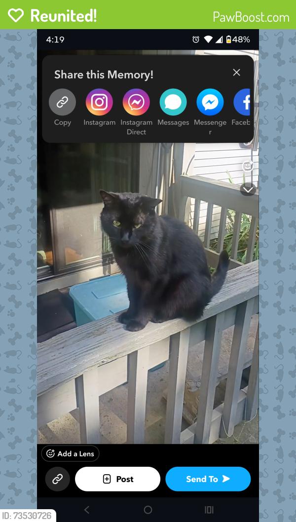 Reunited Male Cat last seen apmts across from Walmart on bethel road, Columbus, OH 43220