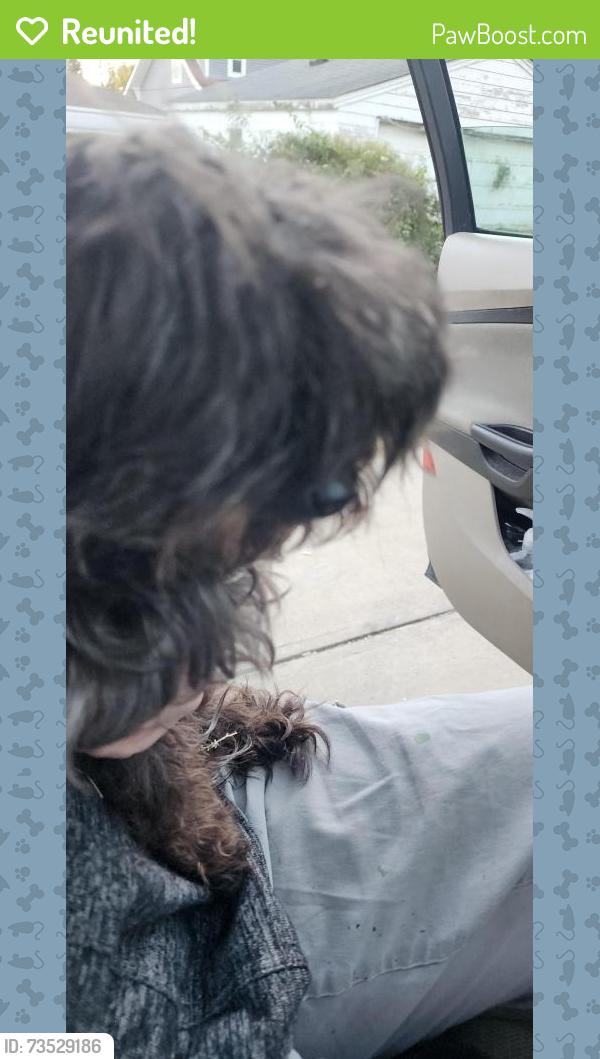 Reunited Unknown Dog last seen Between 14th and 15th Ave in alley parallel to Main and Albany, Beech Grove, IN 46107