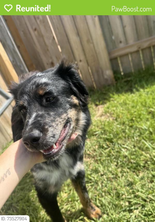 Reunited Male Dog last seen Sunset horizon drive, Hockley, TX 77447