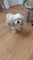 Found/Stray Male Dog last seen Mannasota and Shannon Dr, Baltimore, MD 21213