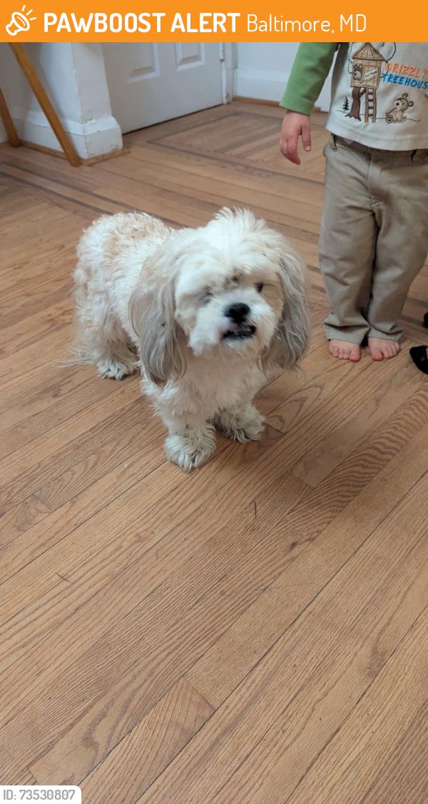Found/Stray Male Dog last seen Mannasota and Shannon Dr, Baltimore, MD 21213