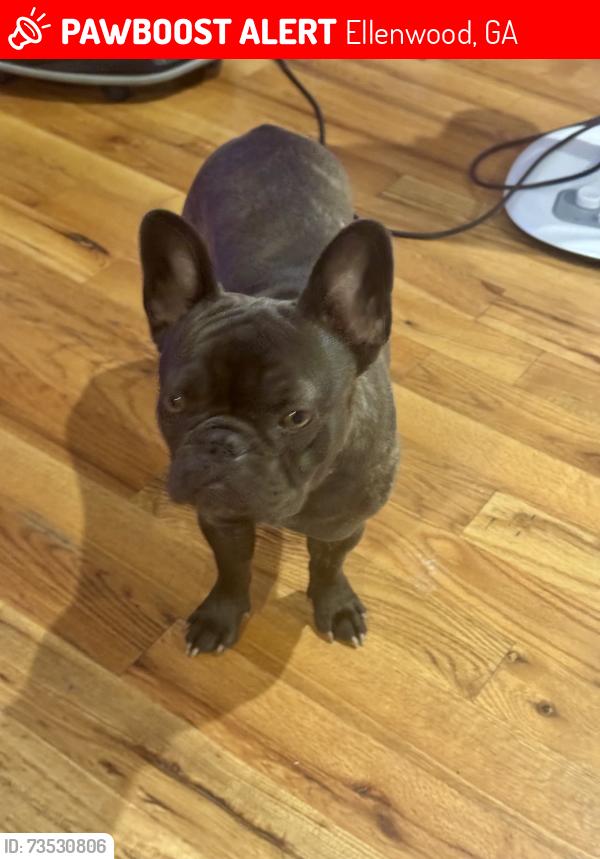 Lost Female Dog last seen Near the Lake, Ellenwood, GA 30294