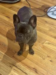 Lost Female Dog last seen Near the Lake, Ellenwood, GA 30294