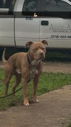 Lost Male Dog last seen Midcrown, San Antonio, TX 78218