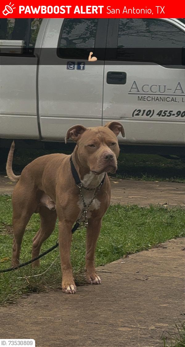 Lost Male Dog last seen Midcrown, San Antonio, TX 78218