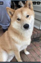 Reunited Male Dog last seen Eileen dr, Spring Lake, NC 28390