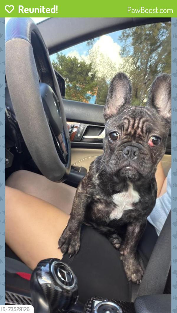 Reunited Female Dog last seen NW 151st, Opa-locka, FL 33054