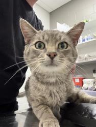 Shelter Stray Male Cat last seen Near, 5001 E Raymond St, Indianapolis, IN 46203, USA