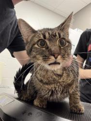 Shelter Stray Male Cat last seen Near, 5001 E Raymond St, Indianapolis, IN 46203, USA