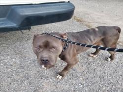 Shelter Stray Male Dog last seen Near BLOCK E CESSNA ST, WICHITA KS 67210, 3303 N Hillside St, Wichita, KS 67219, USA