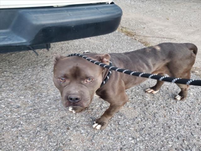 Shelter Stray Male Dog last seen Near BLOCK E CESSNA ST, WICHITA KS 67210, 3303 N Hillside St, Wichita, KS 67219, USA
