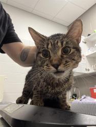 Shelter Stray Male Cat last seen Near, 5001 E Raymond St, Indianapolis, IN 46203, USA