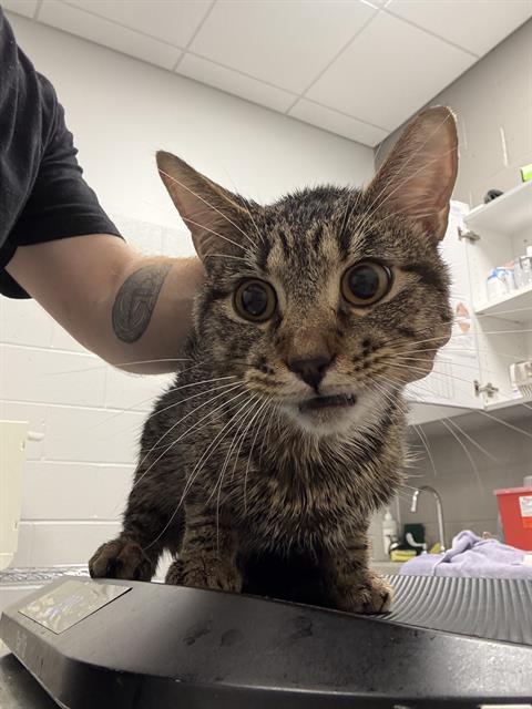 Shelter Stray Male Cat last seen Near, 5001 E Raymond St, Indianapolis, IN 46203, USA