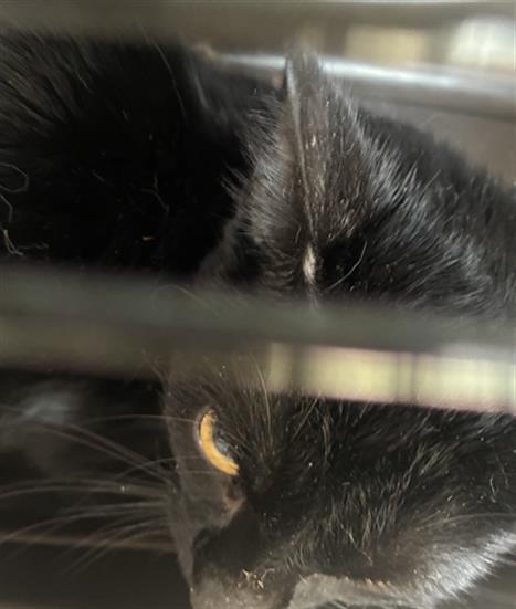 Shelter Stray Male Cat last seen Near, 5001 E Raymond St, Indianapolis, IN 46203, USA