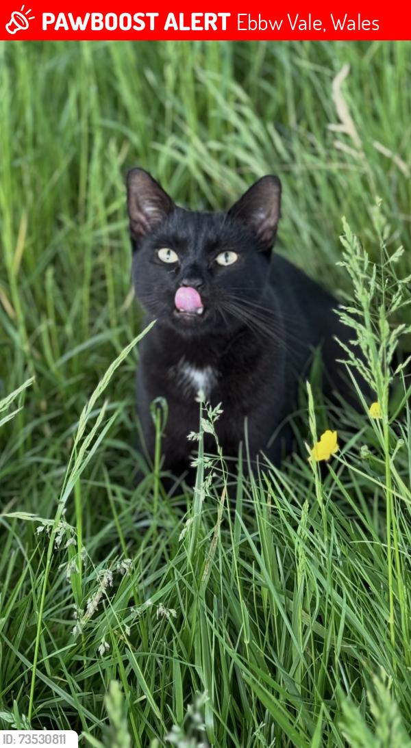 Lost Male Cat last seen Carn y Cefn Ebbw Vale, Ebbw Vale, Wales 