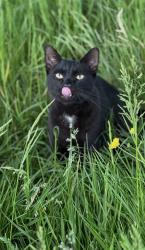 Lost Male Cat last seen Carn y Cefn Ebbw Vale, Ebbw Vale, Wales 