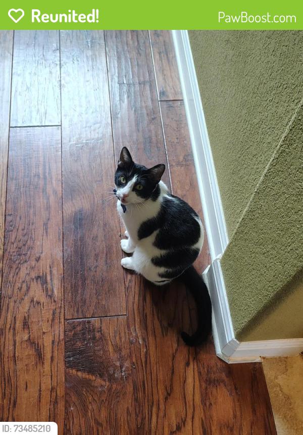 Reunited Male Cat last seen Moerbe/Dyer Crossing Way - The Preserve at Dyer Creek, Round Rock, TX 78665