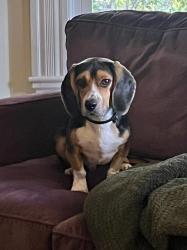Lost Male Dog last seen Greenlawn Cemetery, Salem, MA 01970