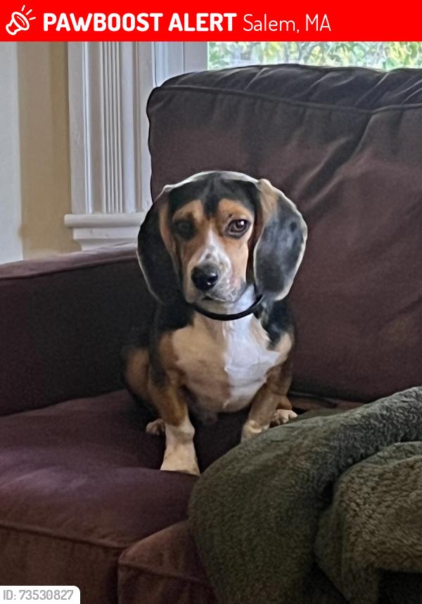 Lost Male Dog last seen Greenlawn Cemetery, Salem, MA 01970