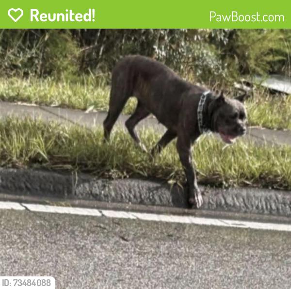 Reunited Female Dog last seen Maximilian Ave & Angler St, Spring Hill, FL 34609